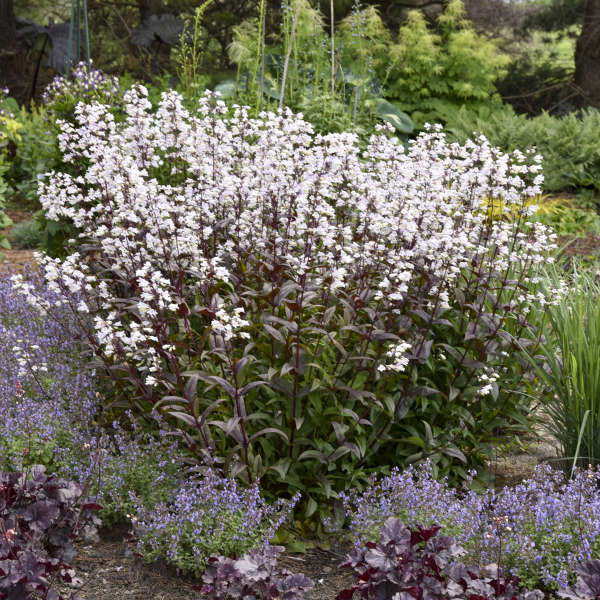 Walters Gardens, Inc. / Penstemon 'Onyx and Pearls'