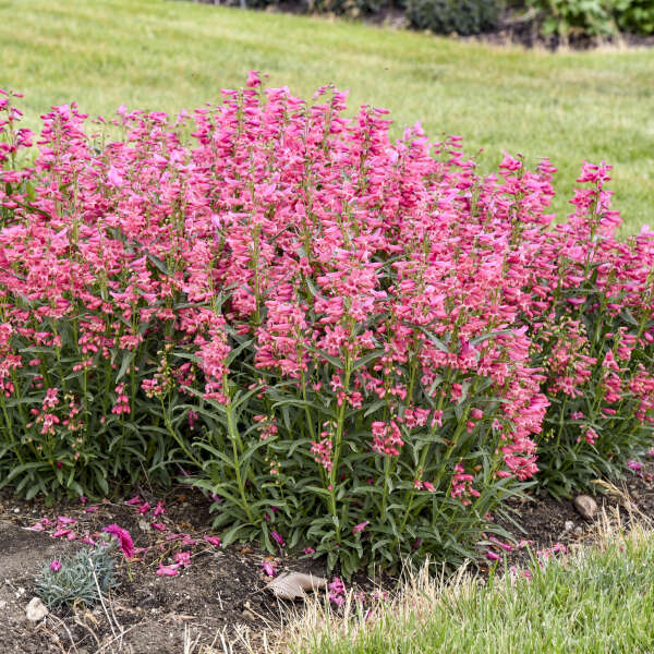 Walters Gardens, Inc. / Penstemon 'Pink Pearls'