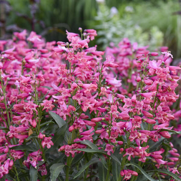 Walters Gardens, Inc. / Penstemon 'Pink Pearls'