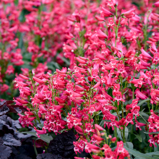 3 Penstemon barbatus Pink Starter Perennials. Heat-Tolerant and Cold-Hardy. Color All Season.