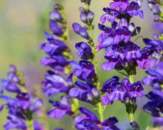 3 Penstemon barbatus Purple Candy Starter Perennials. Heat-Tolerant, Cold-Hardy. Great Color All Season.