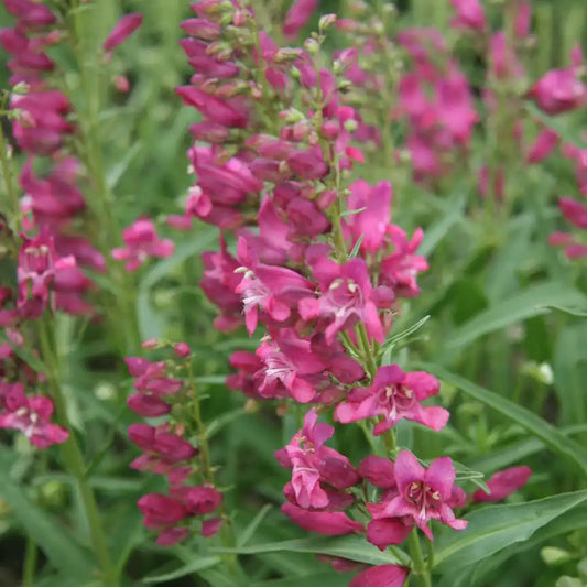 Emerald Coast Growers / Penstemon 'Rock Candy Pink'