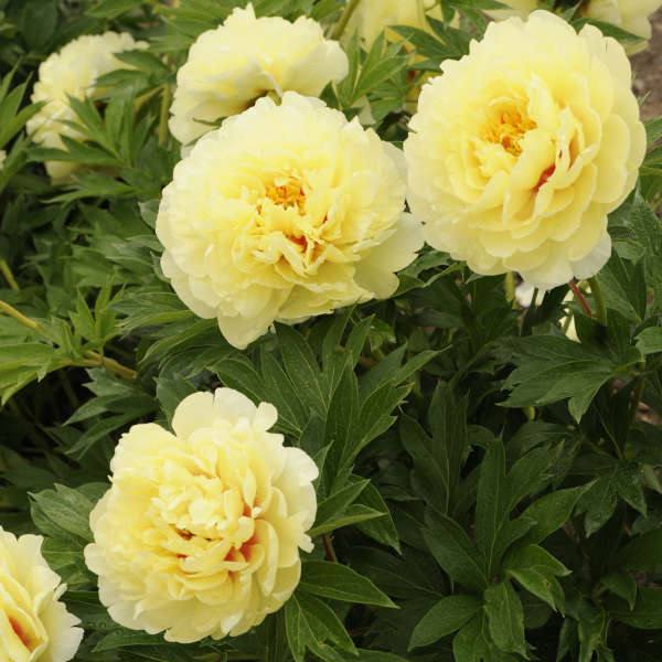 Paeonia 'Bartzella.' Large Bare Root Intersectional Peony. Multiple Eyes. Rare Find. Limited Stock.