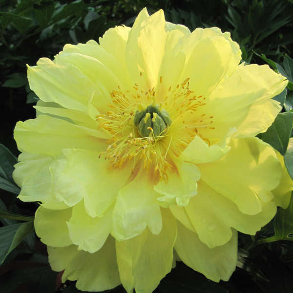 Paeonia 'Bartzella.' Large Bare Root Intersectional Peony. Multiple Eyes. Rare Find. Limited Stock.
