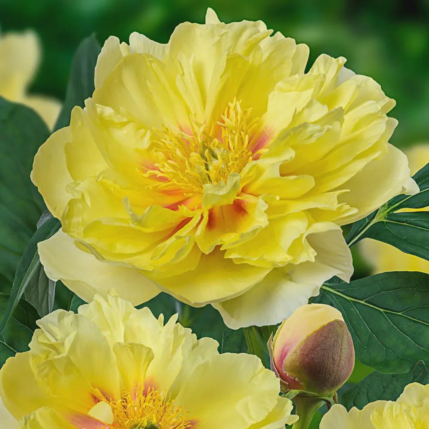 Paeonia 'Bartzella.' Large Bare Root Intersectional Peony. Multiple Eyes. Rare Find. Limited Stock.