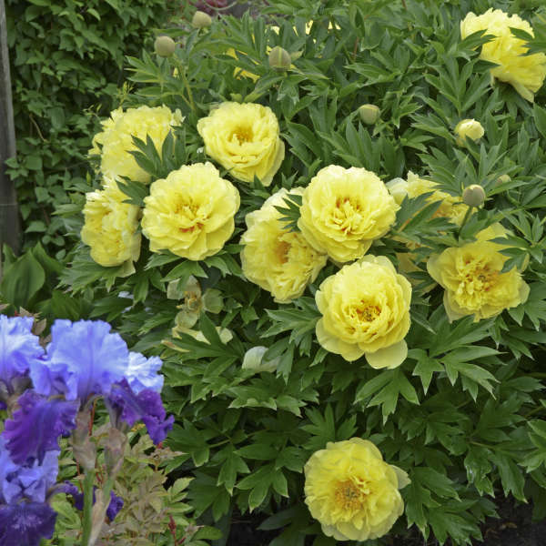 Paeonia 'Bartzella.' Large Bare Root Intersectional Peony. Multiple Eyes. Rare Find. Limited Stock.