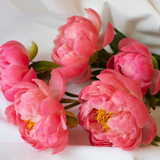 Paeonia Coral Sunset Bare Root Perennial. 3-Eye Starter Peony. Stunning Colors. Loves Full Sun.