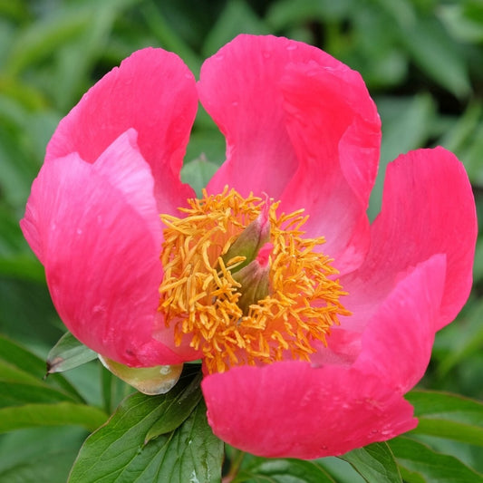 Berbee Bulb Co. / Peony Flame
