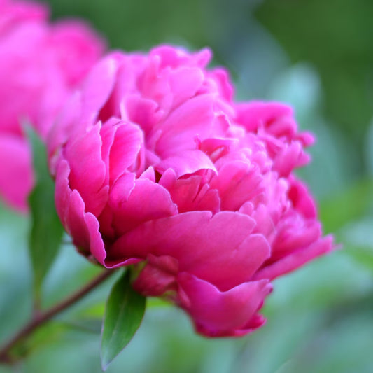 Berbee Bulb Co. / Peony Karl Rosenfield