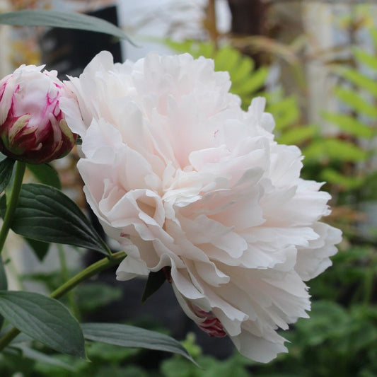 Berbee Bulb Co. / Peony Shirley Temple