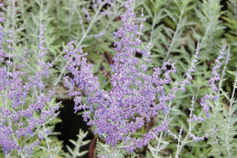 Creek Hill Nursery / Perovskia atriplicifolia