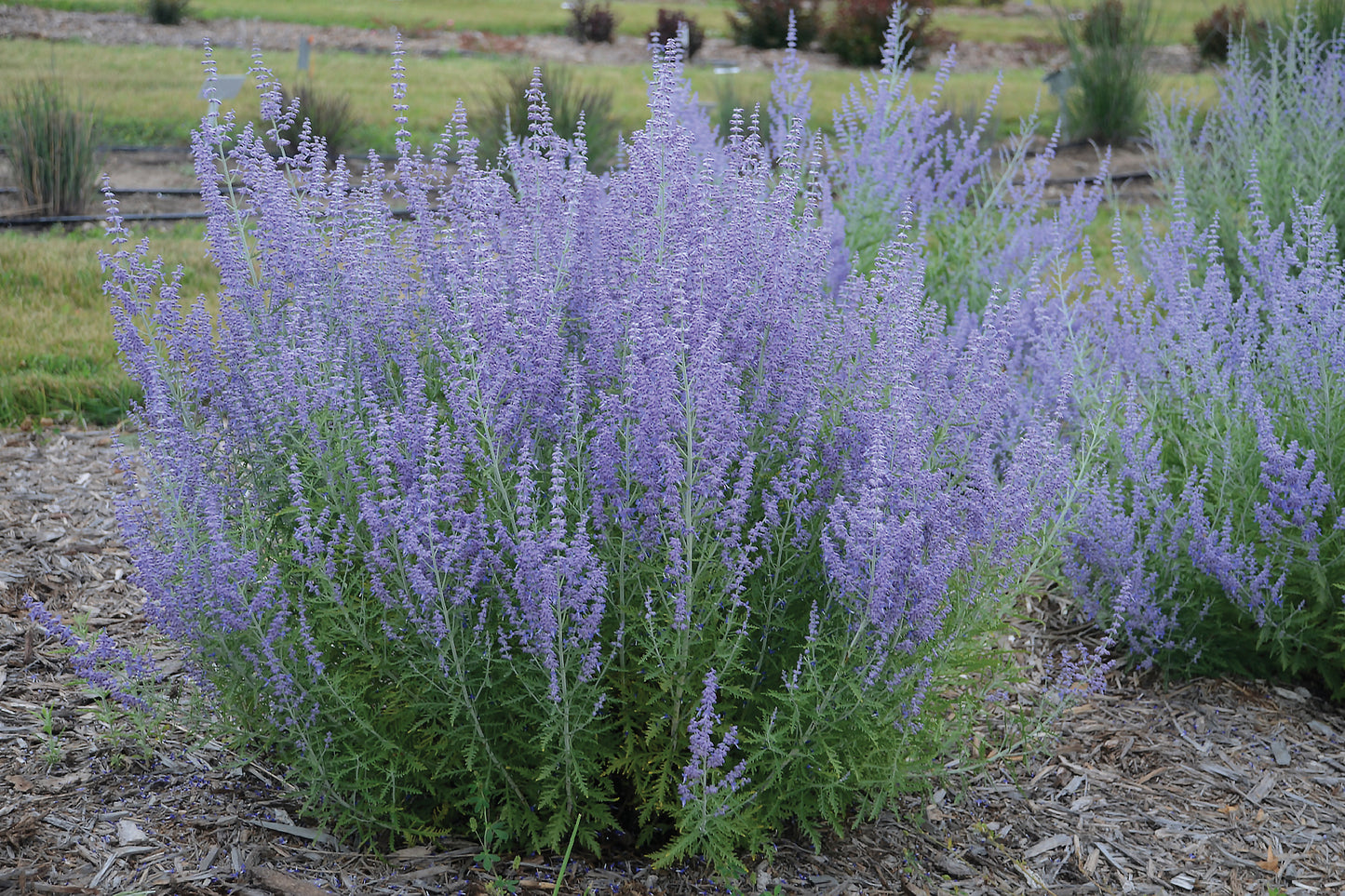 Creek Hill Nursery / Perovskia 'Blue Jean Baby'