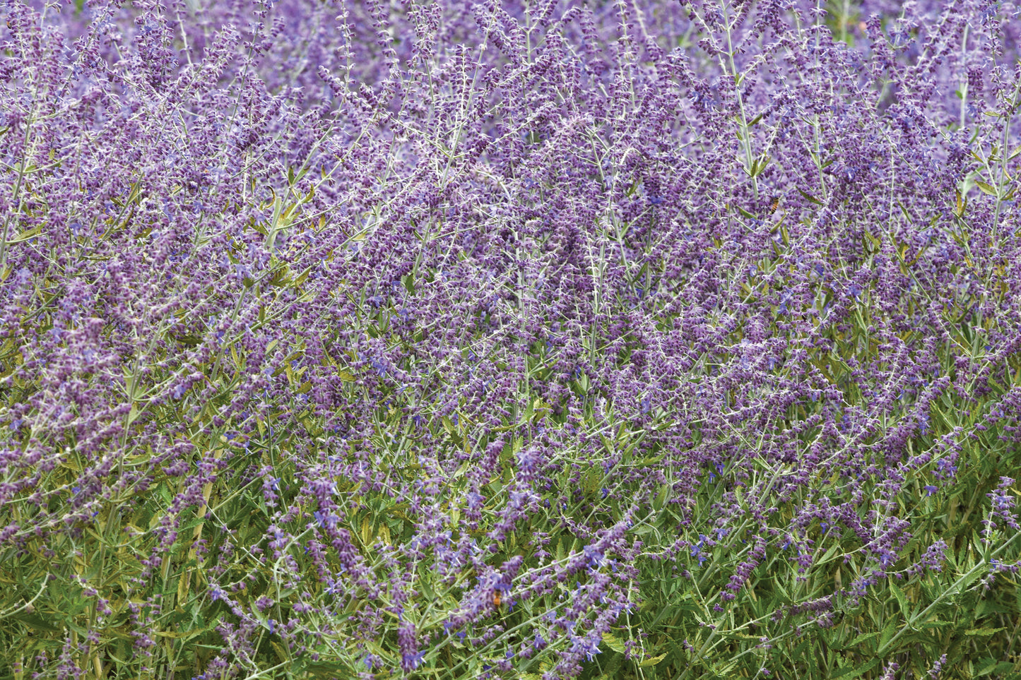 4-Pack Perovskia atriplicifolia 'Crazy Blue' Starter Russian Sage Perennials.