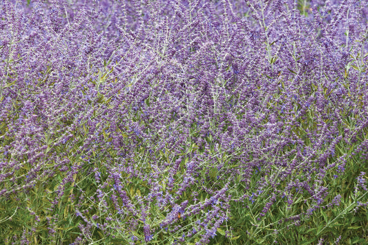 4-Pack Perovskia atriplicifolia 'Crazy Blue' Starter Russian Sage Perennials.
