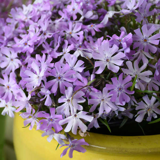 3 Live Phlox 'Bedazzled Lavender' Perennial. Attracts Butterflies and Hummingbirds. Easy to grow. Loves sun. Stunning Color.
