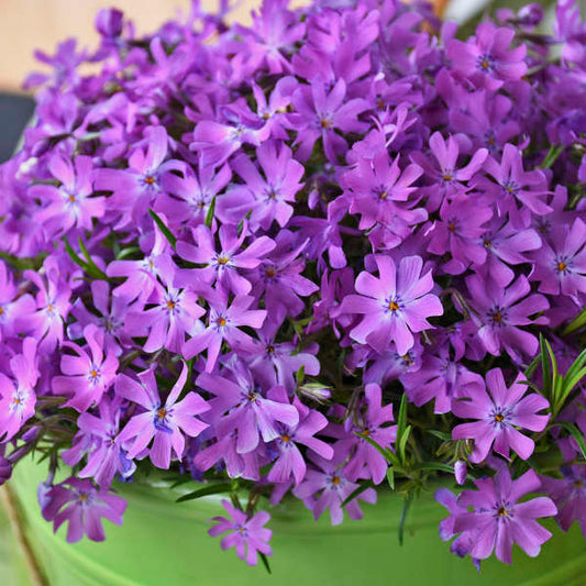 3 Live Phlox 'Bedazzled Pink' Perennial. Attracts Butterflies and Hummingbirds. Easy to grow. Loves sun. Stunning Color.