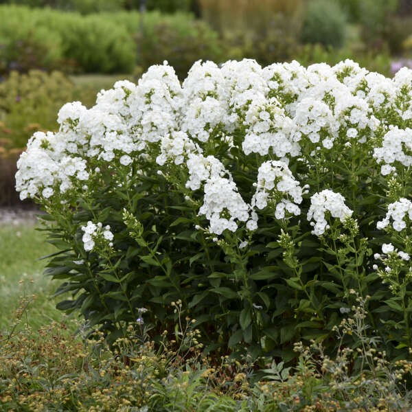 Walters Gardens, Inc. / Phlox 'Blacklight'