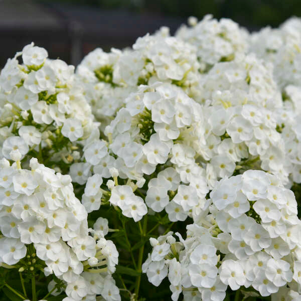 Walters Gardens, Inc. / Phlox 'Blacklight'