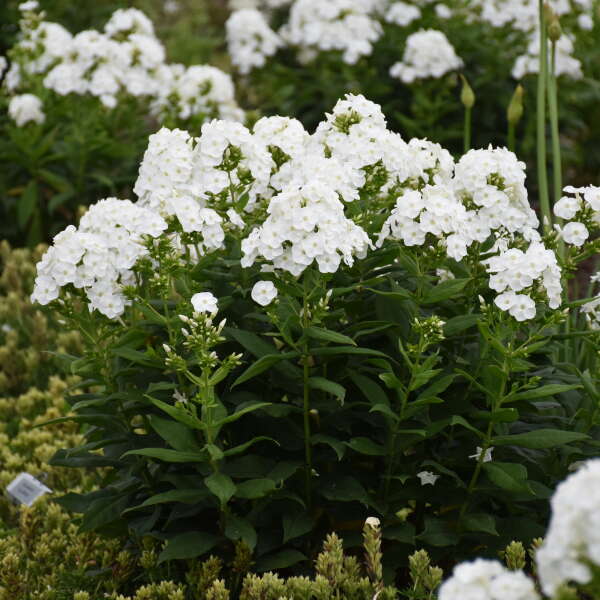 Walters Gardens, Inc. / Phlox 'Blacklight'