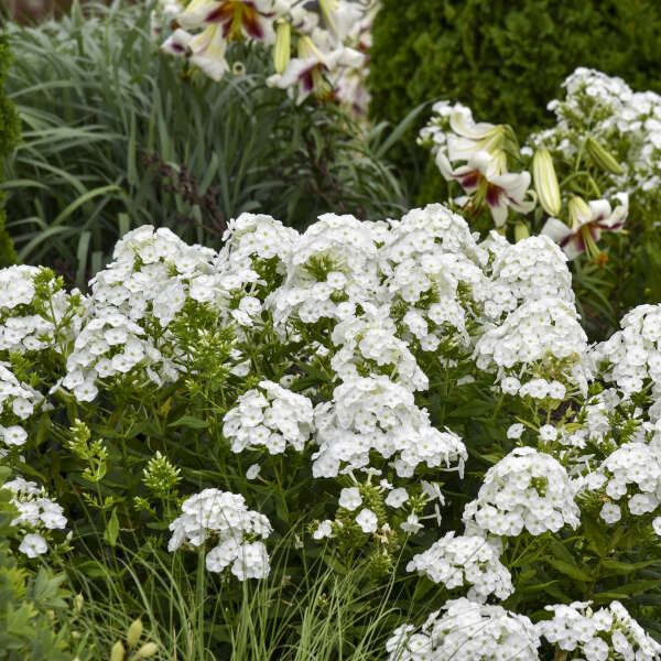 Walters Gardens, Inc. / Phlox 'Blacklight'