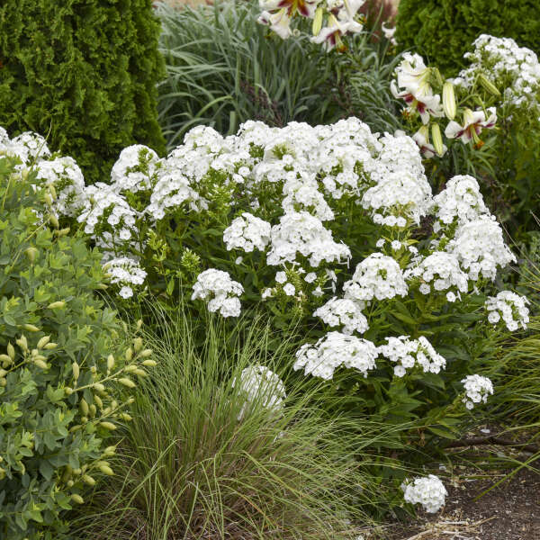 Walters Gardens, Inc. / Phlox 'Blacklight'