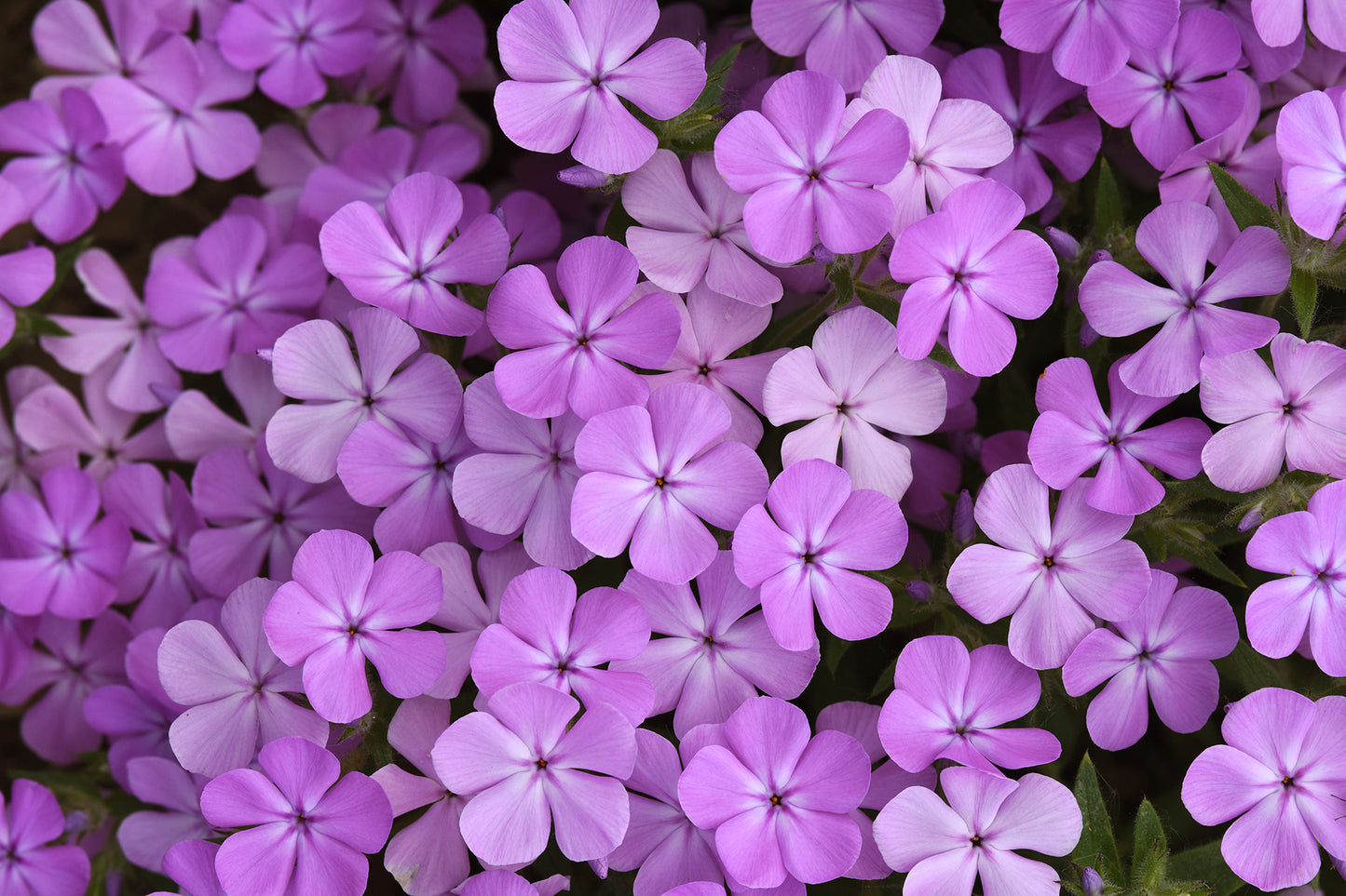 Creek Hill Nursery / Phlox Candy Cloud™ Lavender