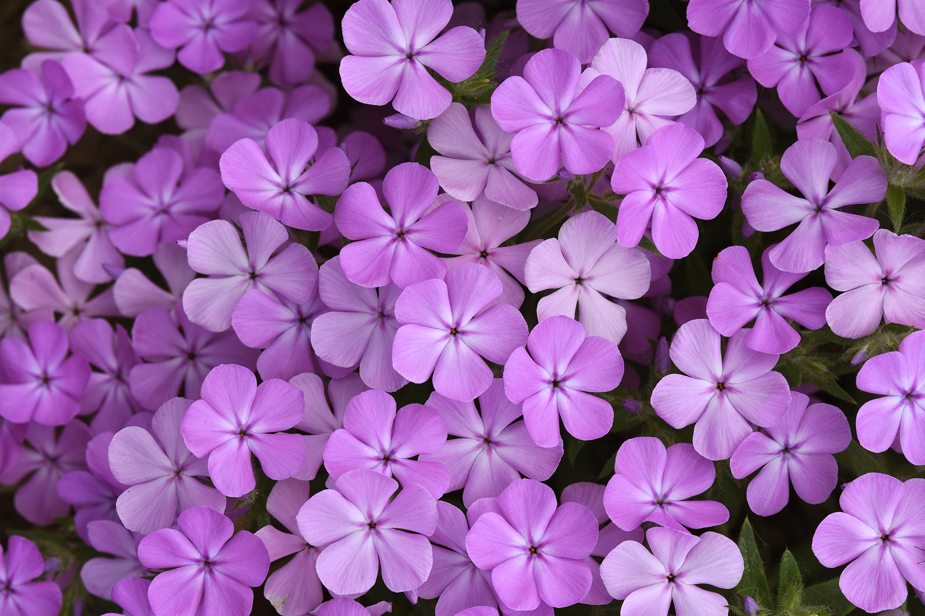 Creek Hill Nursery / Phlox Candy Cloud™ Lavender