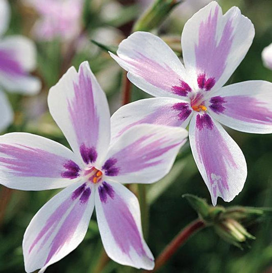 3 Phlox subulata 'Candy Stripes' Perennial Starters. Creeping Pink and White Striped Flowers. Love Sun.