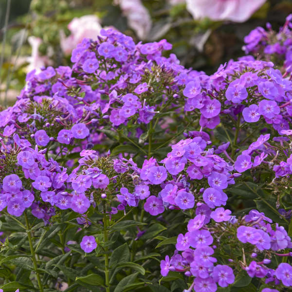 Walters Gardens / Phlox paniculata 'Cover Girl'