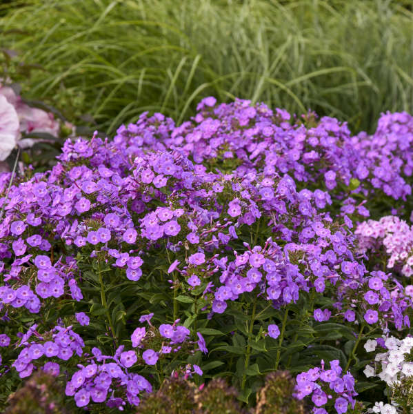 Walters Gardens / Phlox paniculata 'Cover Girl'