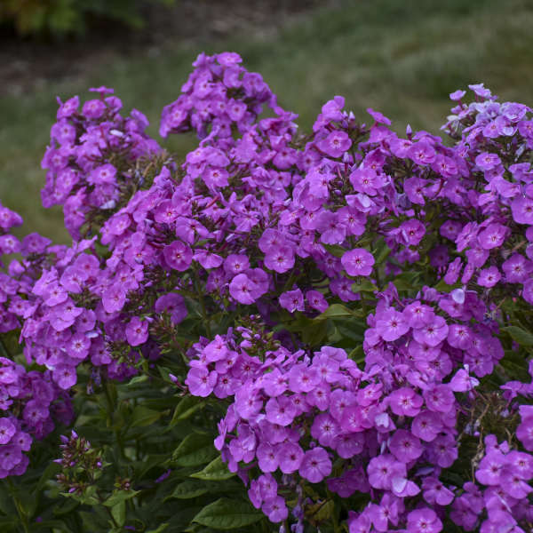 Walters Gardens / Phlox paniculata 'Cover Girl'