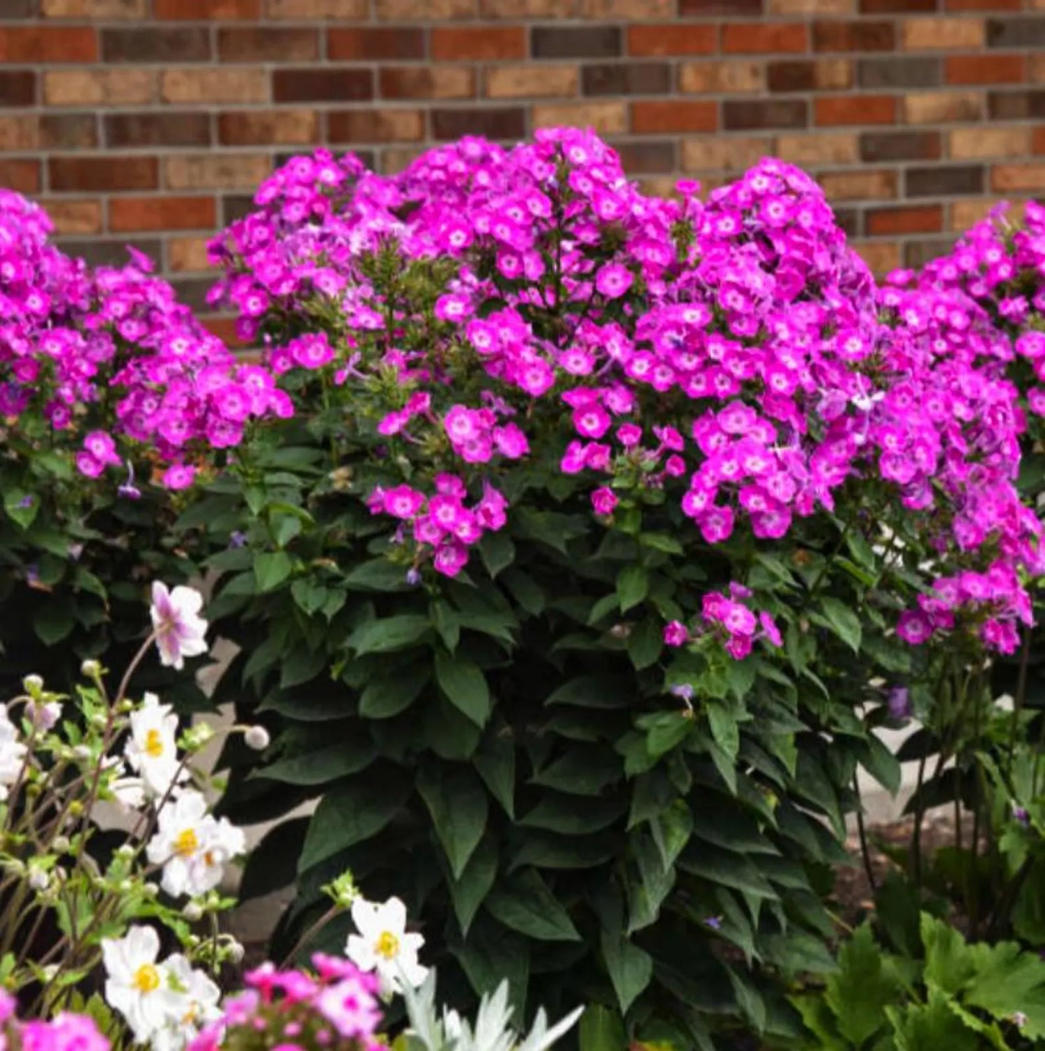 Walters Gardens / Phlox 'Dream Girl'