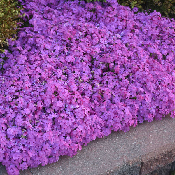 Walters Gardens / Phlox subulata 'Drummon's Pink'