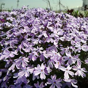 3 Phlox subulata 'Emerald Blue' Starters. Sun-Loving Creeping Perennial.