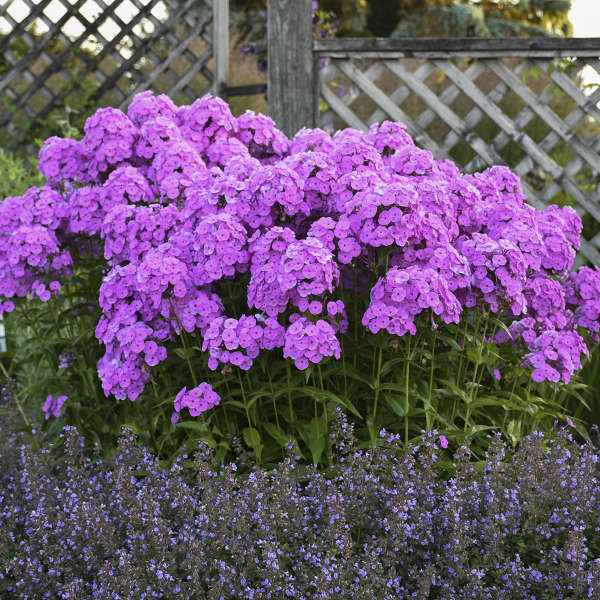 Walters Gardens, Inc. / Phlox 'Fashionably Early Flamingo'
