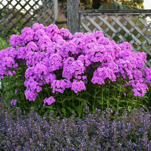 Walters Gardens, Inc. / Phlox 'Fashionably Early Flamingo'