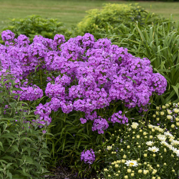 Walters Gardens, Inc. / Phlox 'Fashionably Early Flamingo'