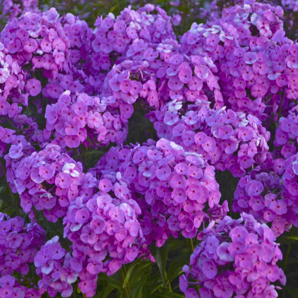 Walters Gardens, Inc. / Phlox 'Fashionably Early Flamingo'