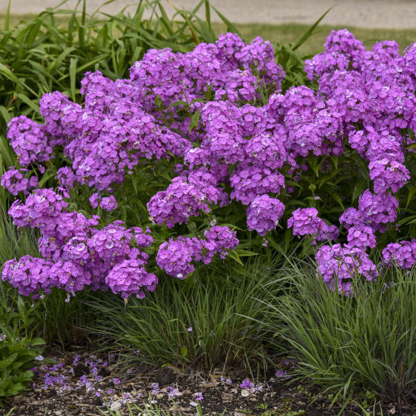Walters Gardens, Inc. / Phlox 'Fashionably Early Flamingo'