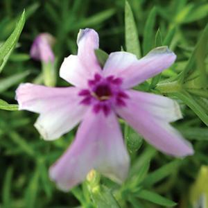 3 Phlox subulata 'Fort Hill' Starters. Sun-Loving Creeping Perennial.