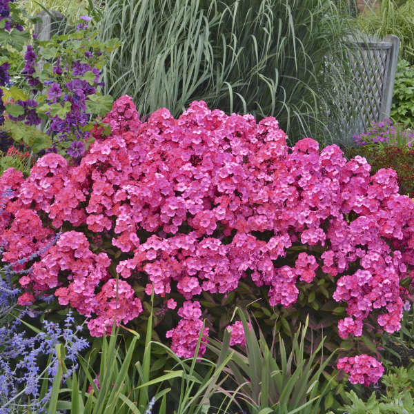 3 Phlox paniculata 'Glamour Girl' Perennial. Tall, Rebloomers. Attract Butterflies and Hummingbirds.