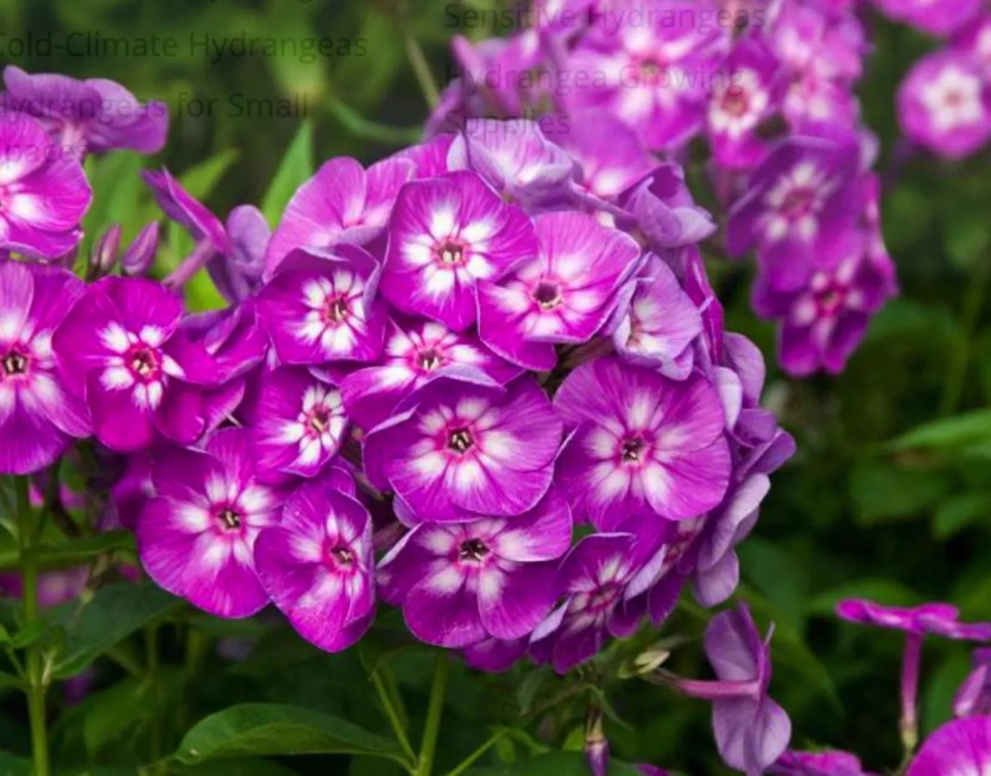 3 Phlox paniculata 'Laura' Starter Perennials. Attract Butterflies and Hummingbirds. Easy to Grow. Love Sun.