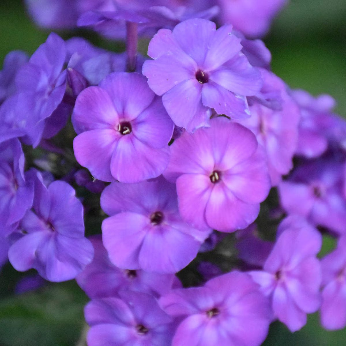 Berbee Bulb Co. / Phlox paniculata 'Blue Boy'
