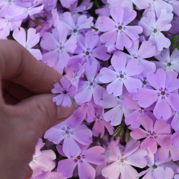 Walters Gardens, Inc. / Phlox subulata 'Pink Sparkles'