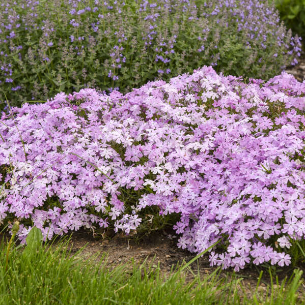 Walters Gardens, Inc. / Phlox subulata 'Pink Sparkles'
