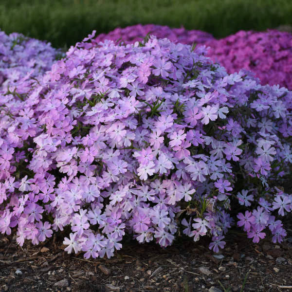 Walters Gardens, Inc. / Phlox subulata 'Pink Sparkles'