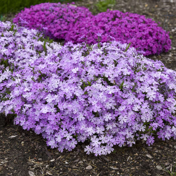Walters Gardens, Inc. / Phlox subulata 'Pink Sparkles'