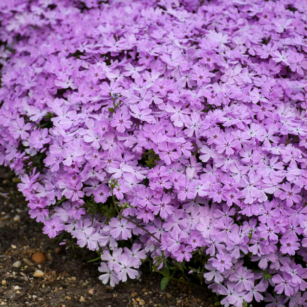 Walters Gardens, Inc. / Phlox subulata 'Pink Sparkles'
