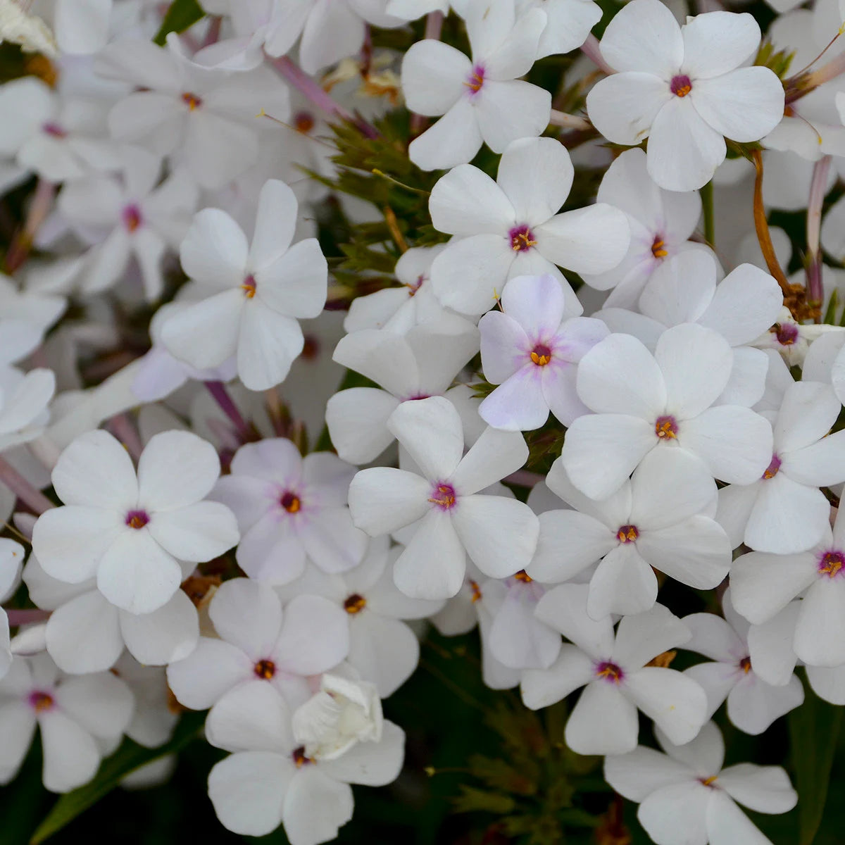 3 Phlox paniculata 'Snow White' Creeping Perennial. White Flower Blooms in Summer and Fall.
