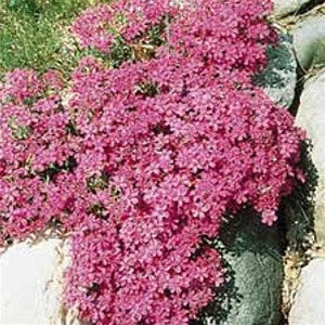 Creek Hill Nursery / Phlox subulata 'Crimson Beauty'